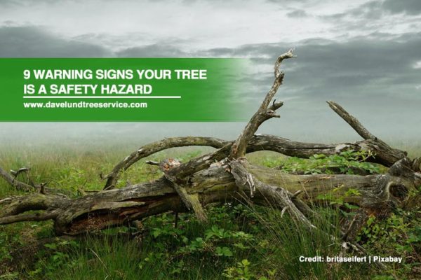 9 Warning Signs Your Tree is a Safety Hazard - Dave Lund Tree Service ...