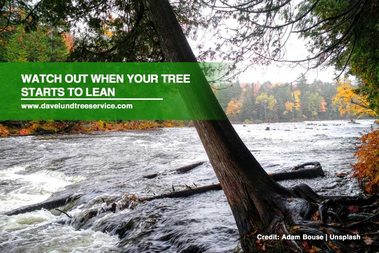 9 Warning Signs Your Tree is a Safety Hazard
