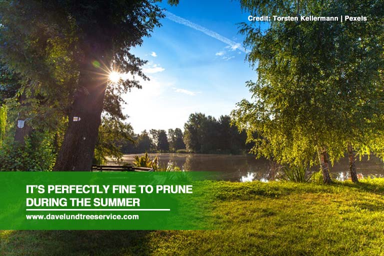 It’s perfectly fine to prune during the summer