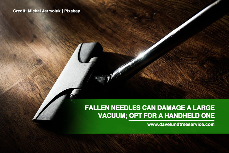 Fallen needles can damage a large vacuum; opt for a handheld one
