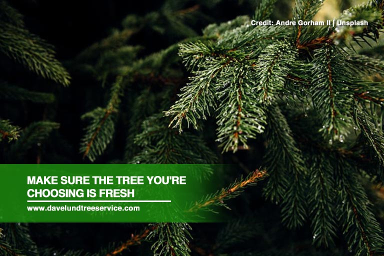 Make sure the tree you're choosing is fresh