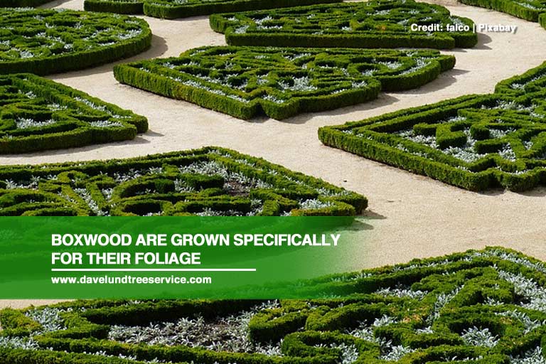 Boxwood are Grown Specifically for their Foliage