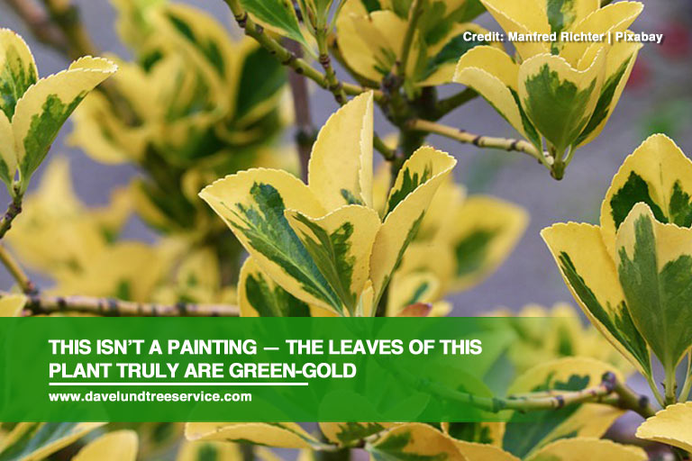 This isn’t a painting — the leaves of this plant truly are green-gold