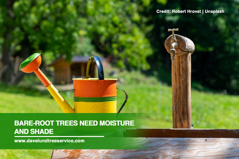 Bare-root trees need moisture and shade