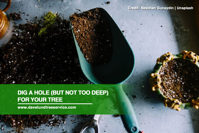 Dig a hole (but not too deep) for your tree