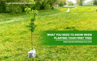 What You Need to Know When Planting Your First Tree