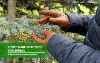 7 Tree Care Practices for Spring