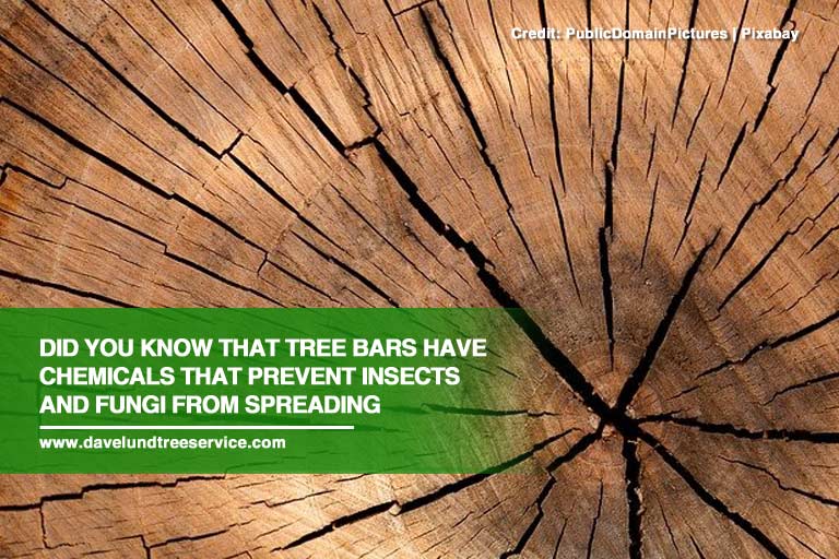 Did you know that tree bars have chemicals that prevent insects and fungi from spreading