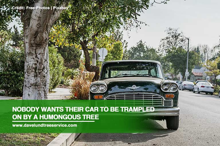 Nobody wants their car to be trampled on by a humongous tree