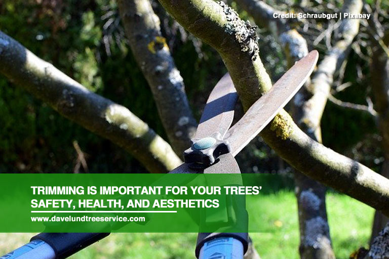 Trimming is important for your trees’ safety, health, and aesthetics