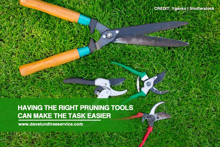Having the right pruning tools can make the task easier