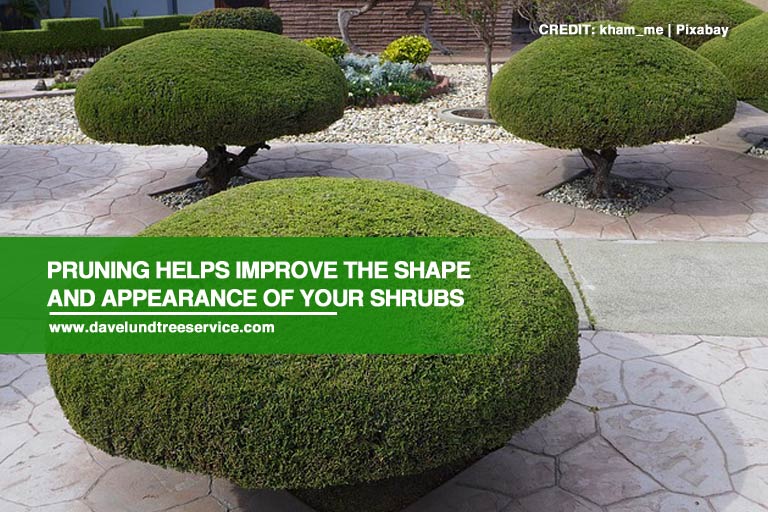 Pruning helps improve the shape and appearance of your shrubs