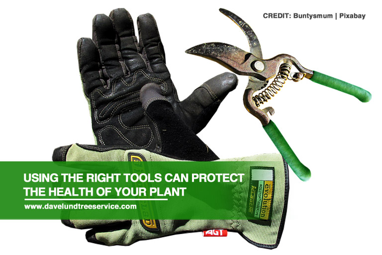 Using the right tools can protect the health of your plant
