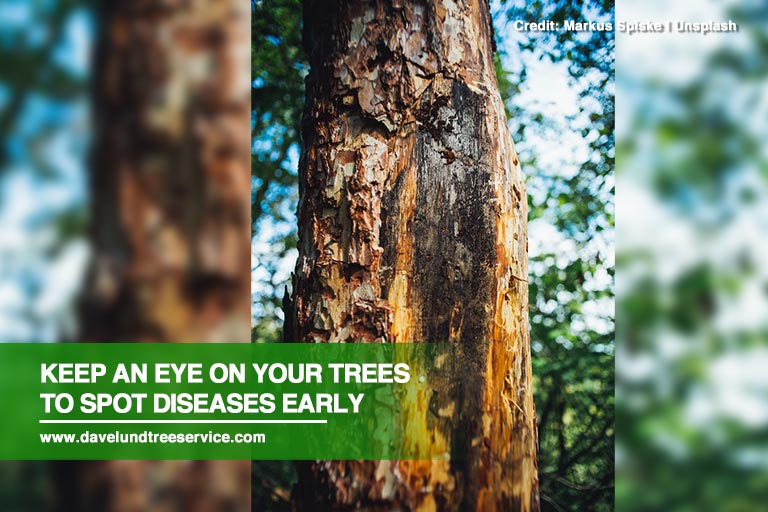 Keep an eye on your trees to spot diseases early