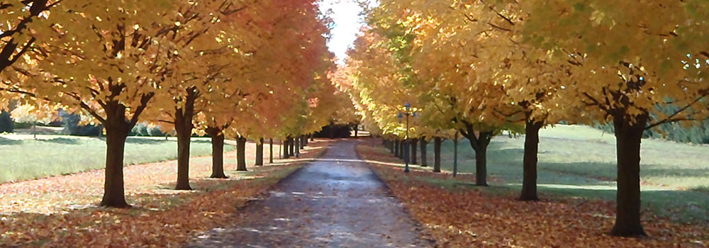 Tree Services Bradford | Dave Lund Tree Service & Forestry Co Ltd.