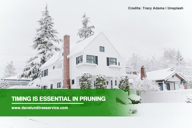 Timing is essential in pruning