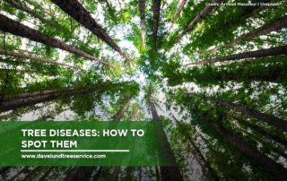 Tree Diseases: How to Spot Them