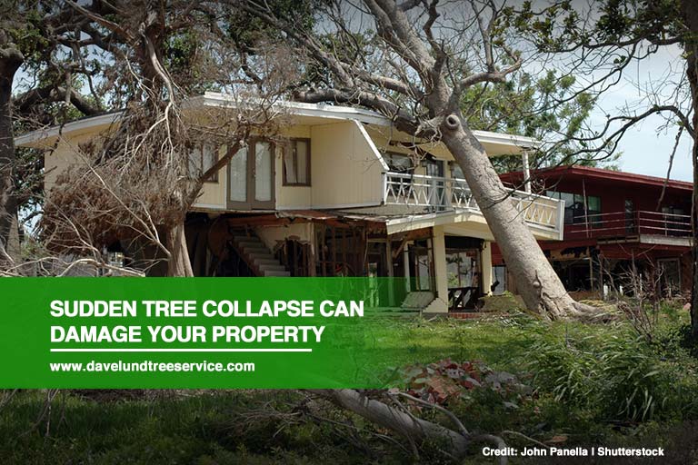 Sudden tree collapse can damage your property