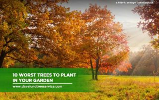 10 Worst Trees to Plant in Your Garden