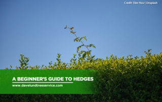 A Beginner’s Guide to Hedges