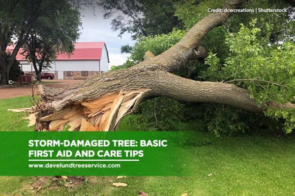 Picture of Storm-Damaged Tree: Basic First Aid and Care Tips - Dave Lund Tree ...