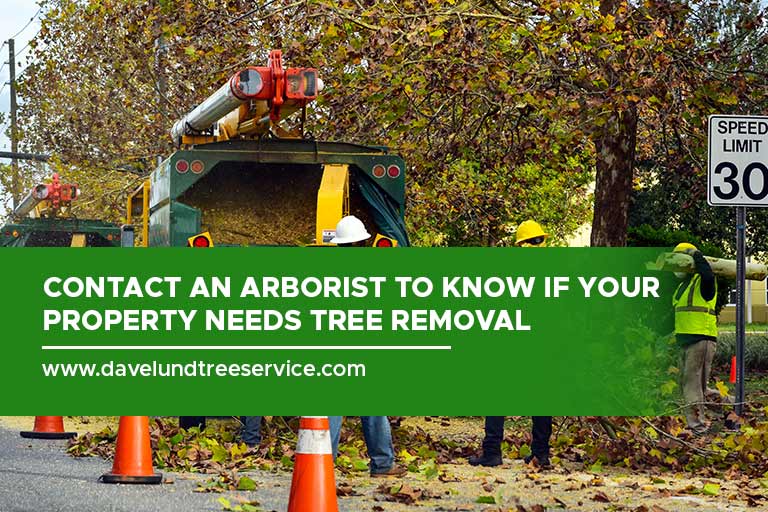 Contact an arborist to know if your property needs tree removal