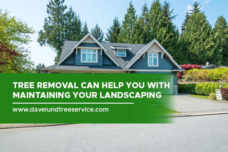 Tree removal can help you with maintaining your landscaping