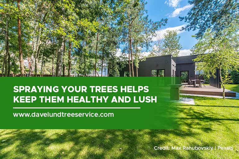 Spraying your trees helps keep them healthy and lush