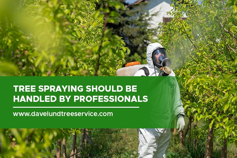 Tree spraying should be handled by professionals