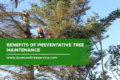 Benefits of Preventative Tree Maintenance - Dave Lund Tree Service and ...