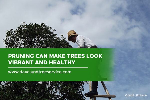 Benefits of Preventative Tree Maintenance - Dave Lund Tree Service and ...