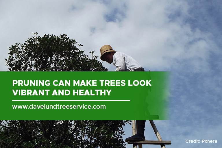 Pruning can make trees look vibrant and healthy