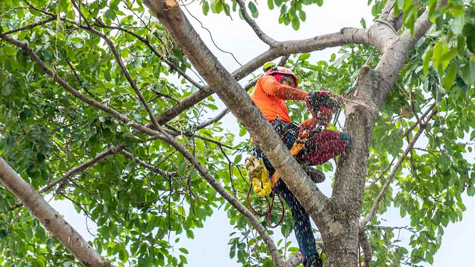Caring for Your Tree is Our Advocacy
