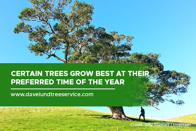 Certain trees grow best at their preferred time of the year