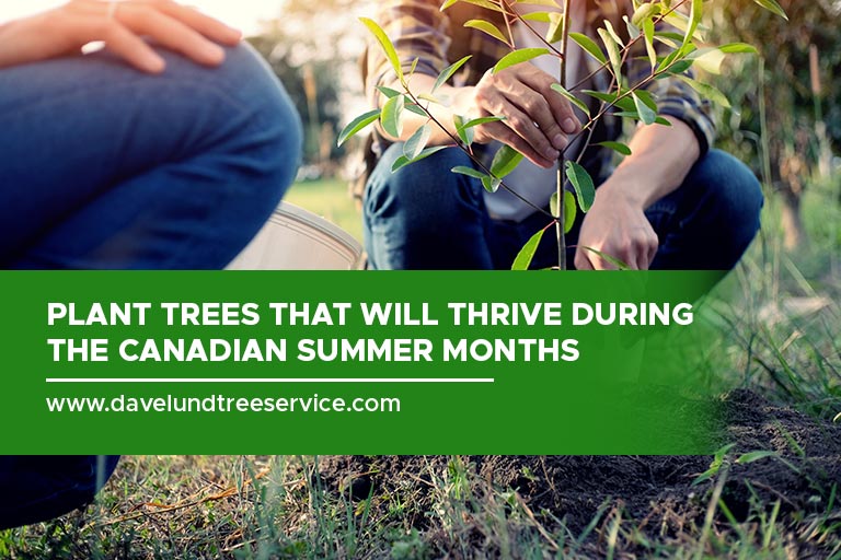 Certain trees grow best at their preferred time of the year