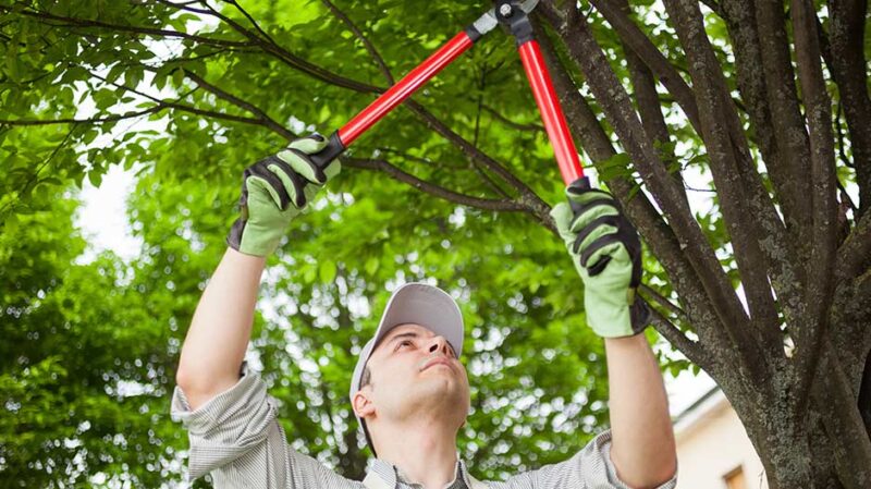 Tree Pruning Markham - Dave Lund Tree Service and Forestry Co Ltd.