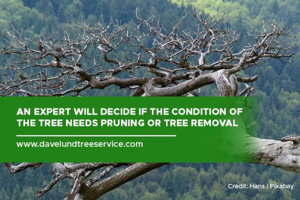 Signs That Indicate It's Time to Remove a Tree - Dave Lund Tree Service ...