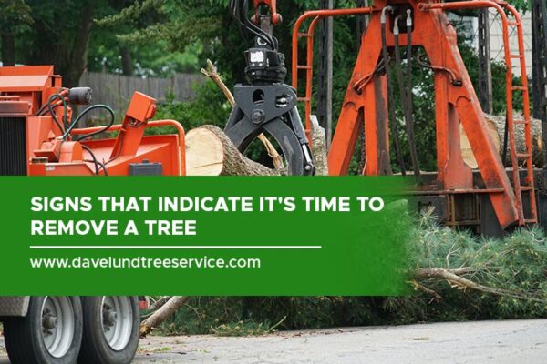 Signs That Indicate It's Time to Remove a Tree - Dave Lund Tree Service ...