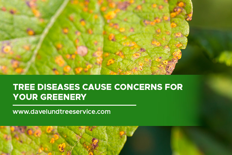 Tree diseases cause concerns for your greenery