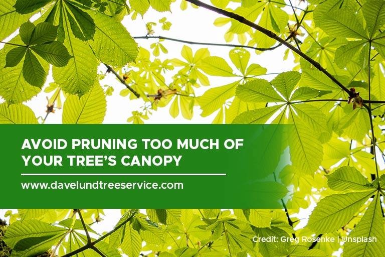 Avoid pruning too much of your tree’s canopy