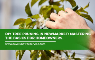 DIY Tree Pruning in Newmarket: Mastering the Basics for Homeowners