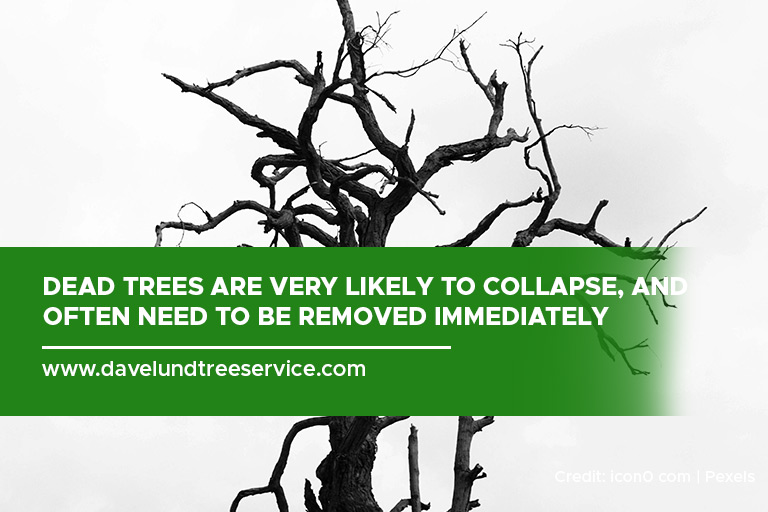 Dead trees are very likely to collapse, and often need to be removed immediately