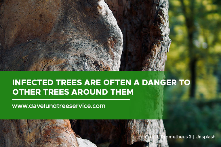 Infected trees are often a danger to other trees around them