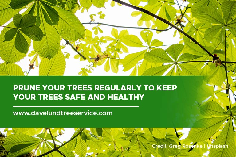 Prune your trees regularly to keep your trees safe and healthy