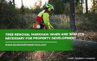Tree Removal Markham When and Why it's Necessary for Property Development