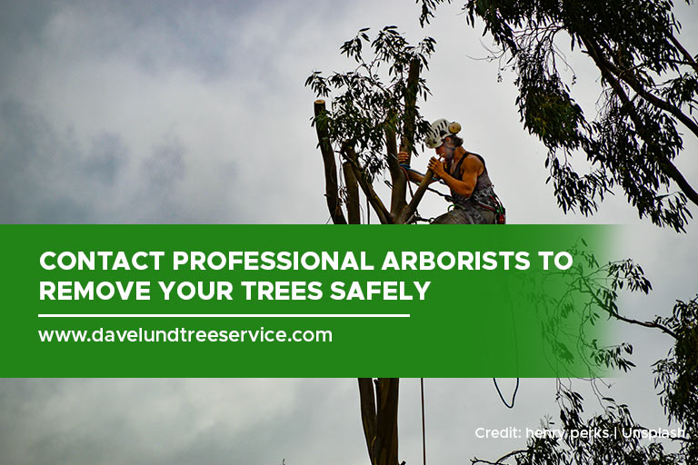 Contact professional arborists to remove your trees safely