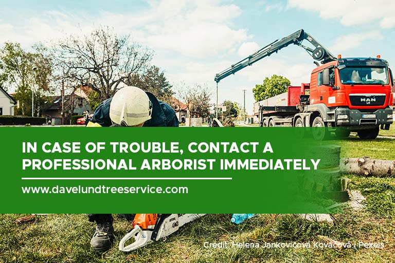 In case of trouble, contact a professional arborist immediately