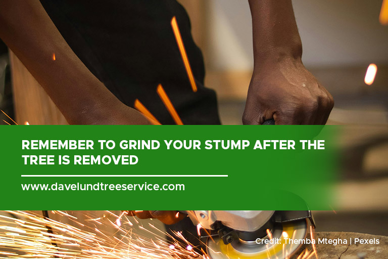 Remember to grind your stump after the tree is removed