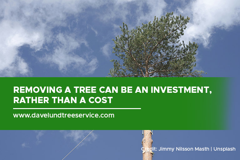 Removing a tree can be an investment, rather than a cost