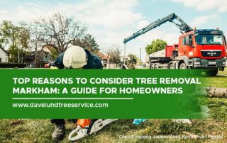 Top Reasons to Consider Tree Removal Markham: A Guide for Homeowners